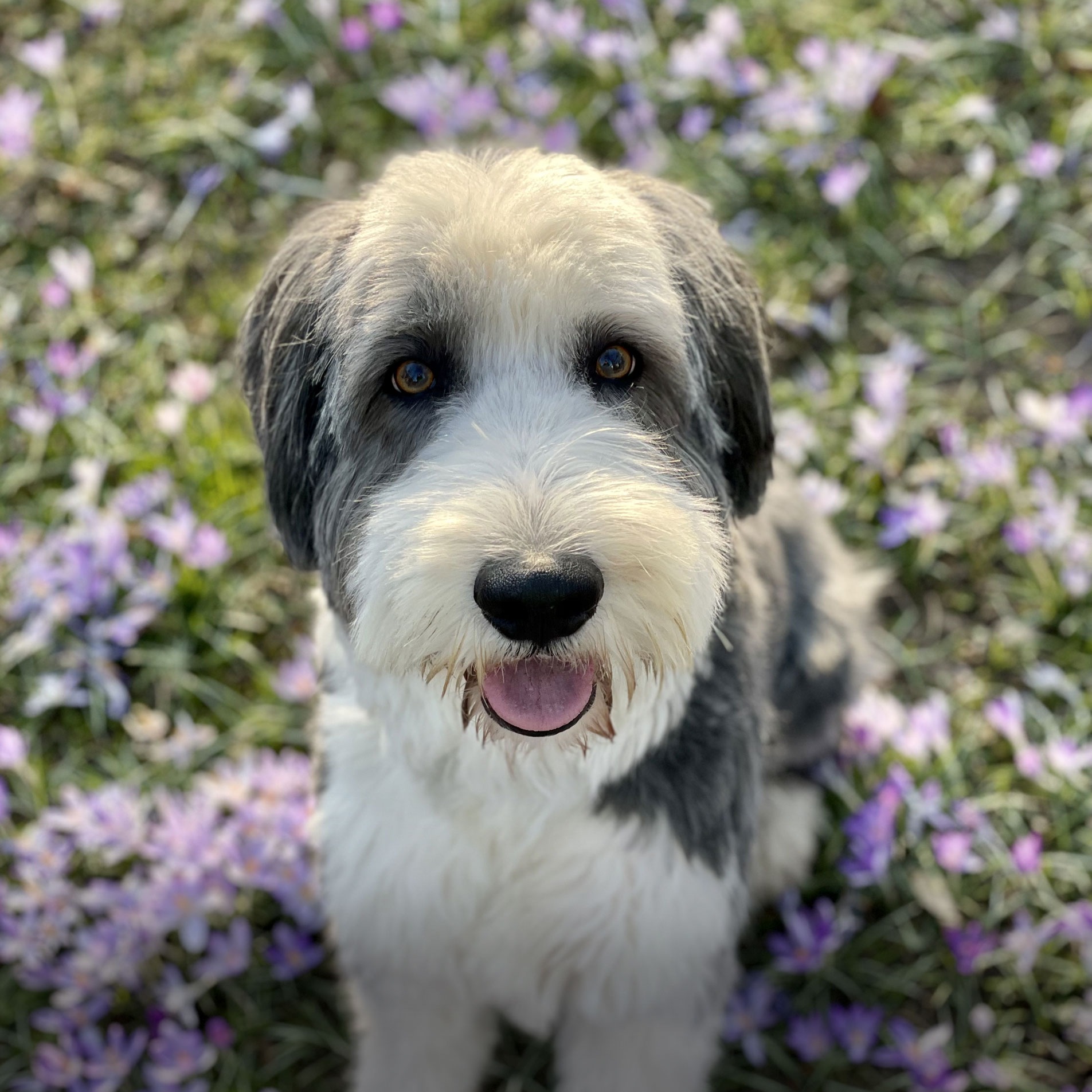 Schulhund Clooney ist der Schulhund der Otto-Steiner-Schule