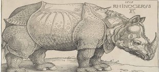 Nashorn Zeichnung von Dürer ein gezeichnetes Nashorn