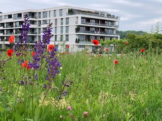 Ein echter Naturgarten am Bodensee 