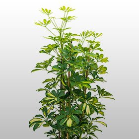 Schefflera G. Capella Schefflera G. Capella