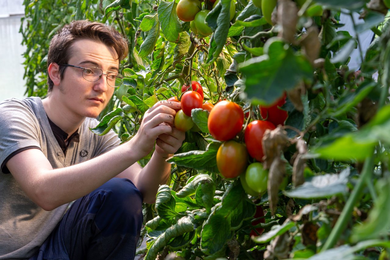 Reife Tomaten Ein Klient der Augustinum Gärtnerei Hollern prüft, ob die Tomaten bereits reif sind