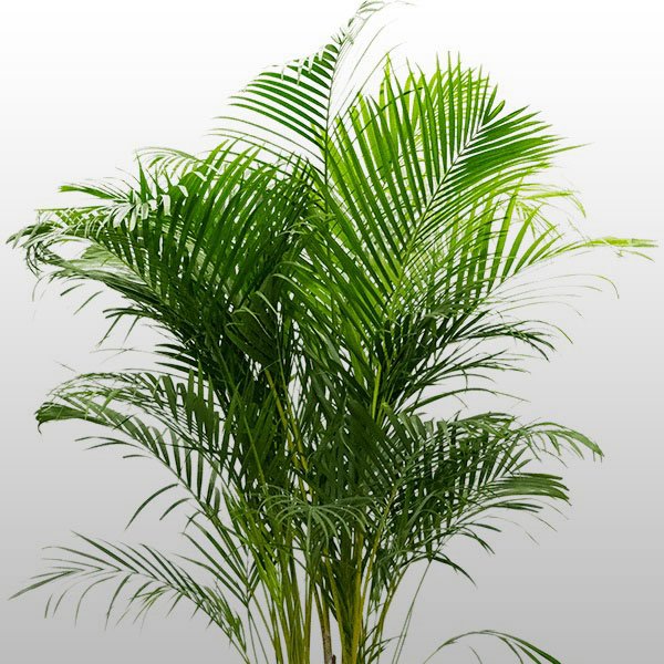 Areca Areca
