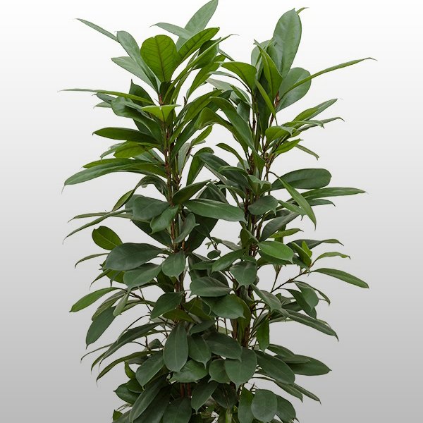 Ficus cyathistipula Ficus cyathistipula