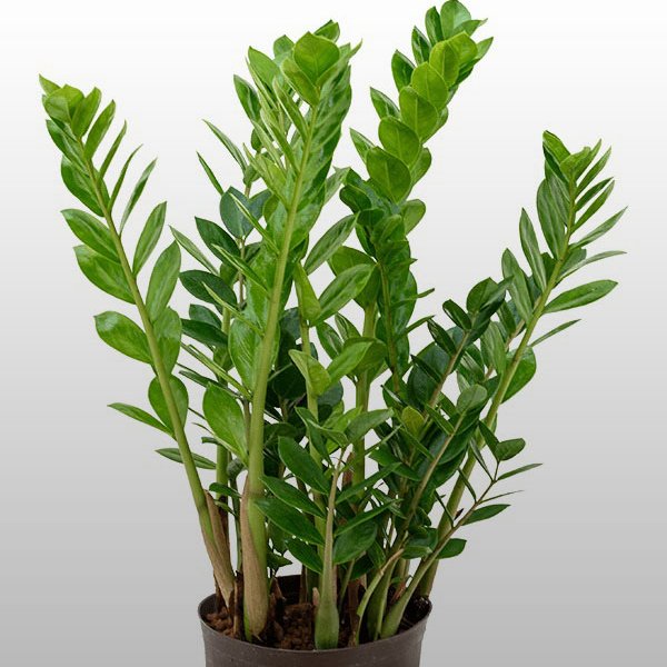 Zamioculcas Zamioculcas