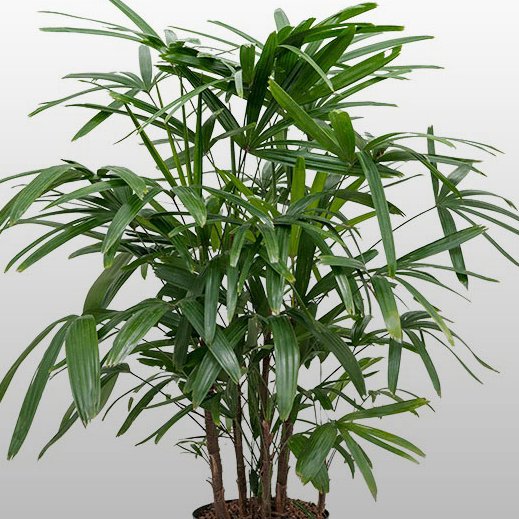 Rhapis exelsa Eine Rhapis exelsa