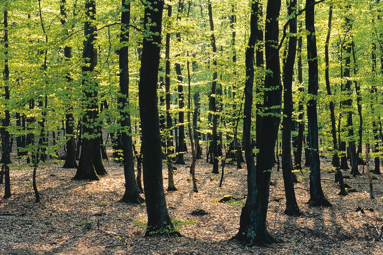 Der Harz ist eines von vielen Ausflugszielen, die vom Augustinum Braunschweig leicht zu erreichen sind. mit Buchen bestandener Laubwald