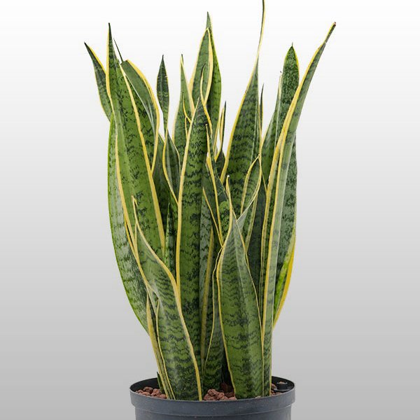 Sansevieria Sansevieria