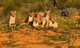 Augustinum Magazin Kalahari Löwen in der Kalahari