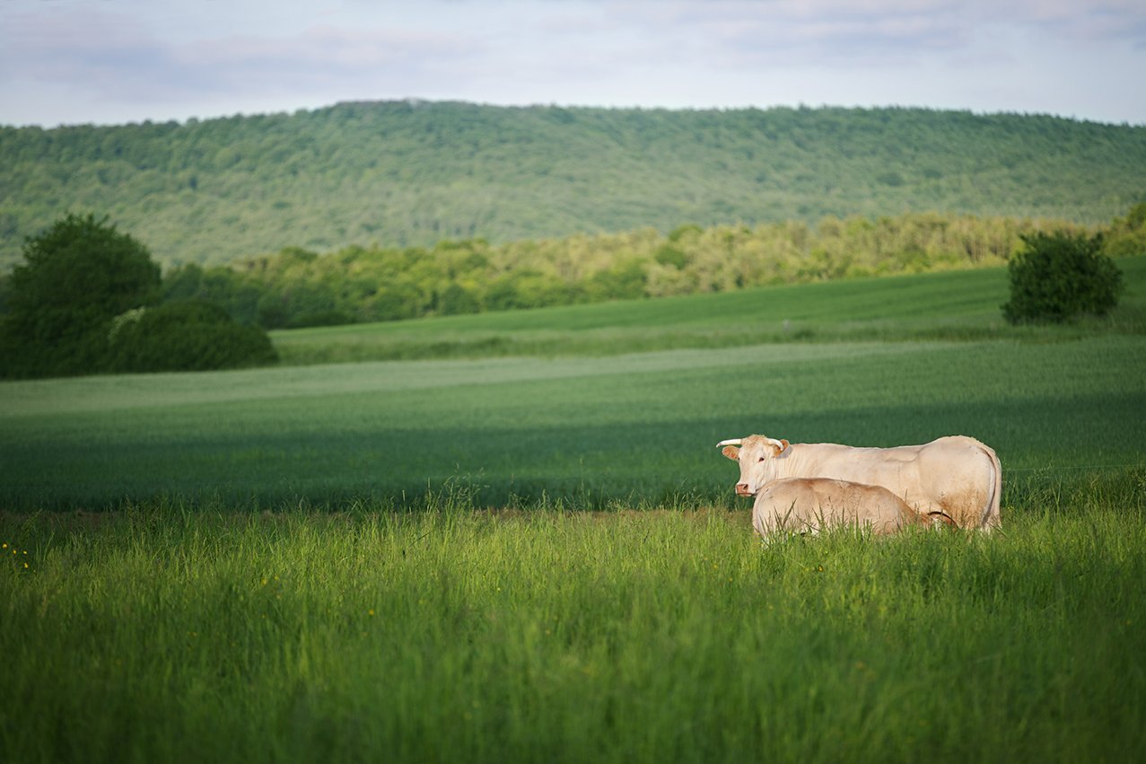 Rinder der Rasse Rasse Blonde d’Aquitaine auf der Weide